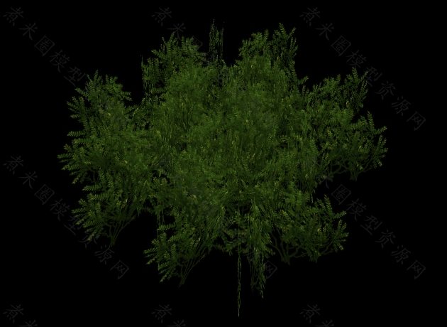 摇晃的绿色小草.jpg