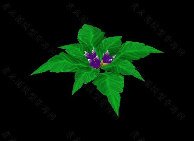 曼陀罗花.jpg